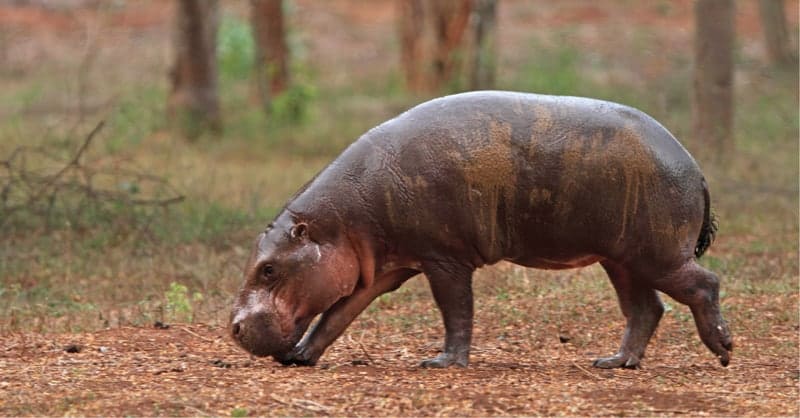 risiyagama safari hippos hippo Ridiyagama safari park