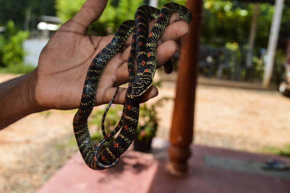 Snake-Farm-Visit