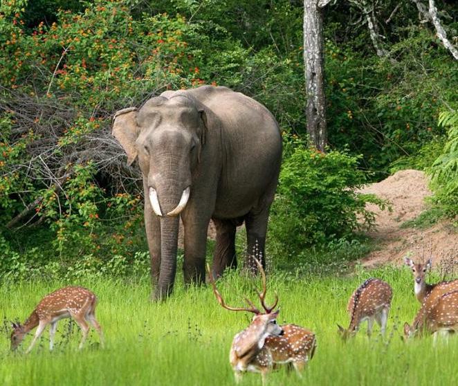 bundala-national-park-1