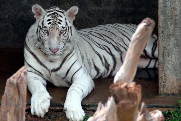 white tiger in dehiwala zoo white tiger in dehiwala zoo