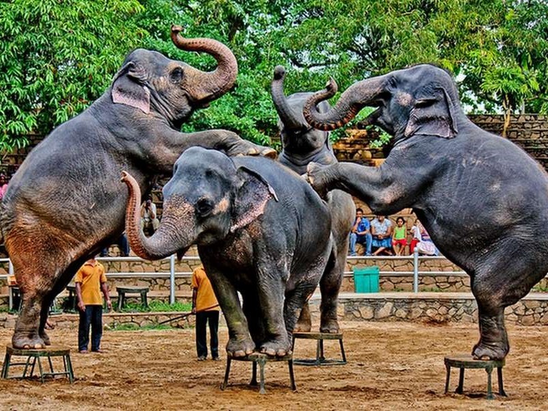 elephant performance in dehiwala zoo elephant performance in dehiwala zoo