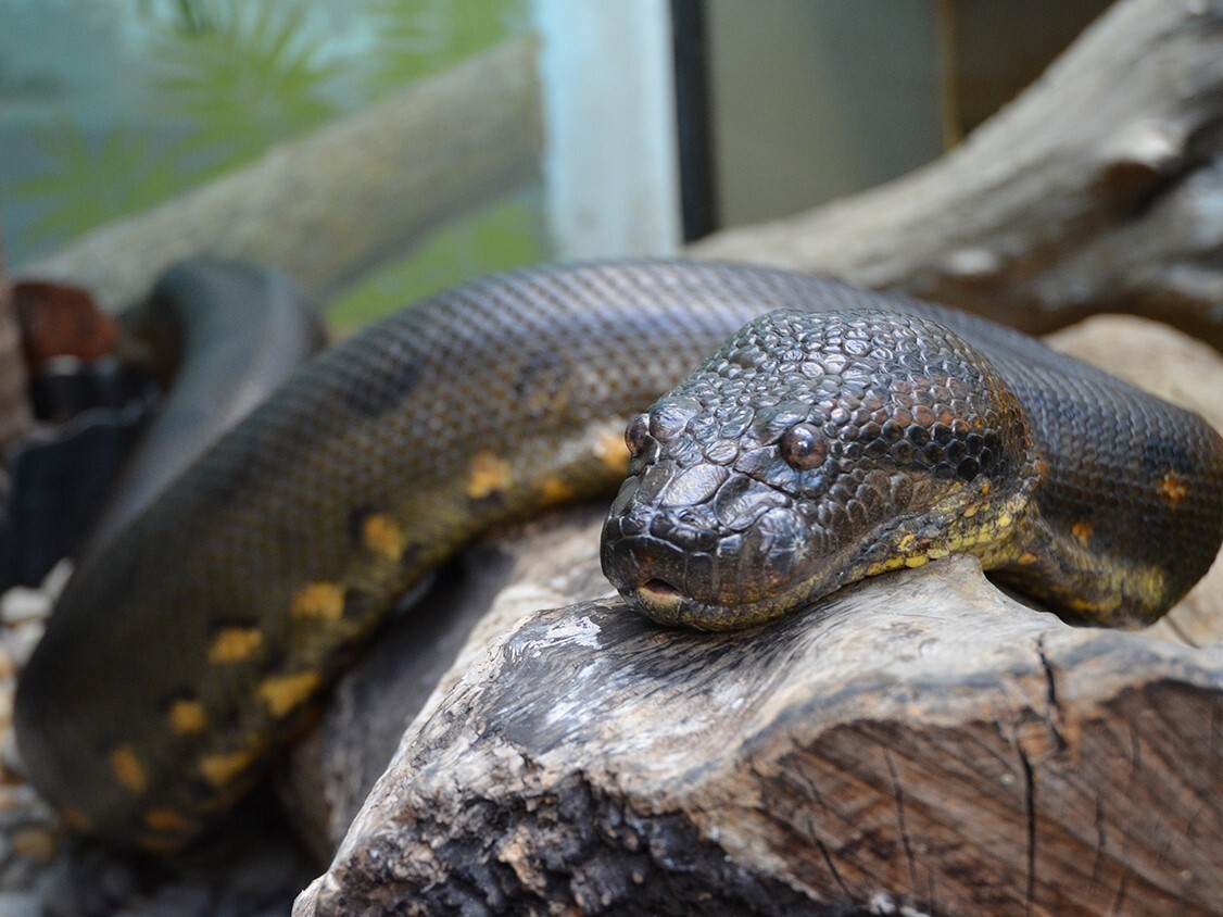 anaconda in dehiwala zoo anaconda in dehiwala zoo