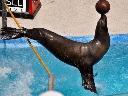 sea lion show at dehiwala zoo sea lion show at dehiwala zoo