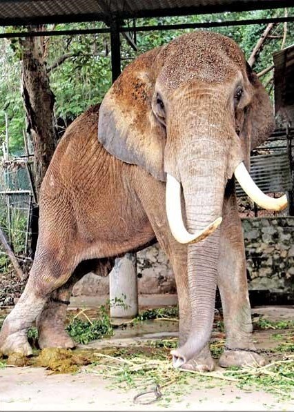African elephant joe dehiwala zoo African elephant joe dehiwala zoo