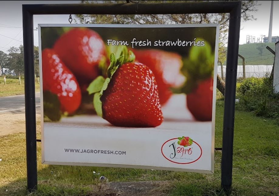 jagro strawberry jagro strawberry board