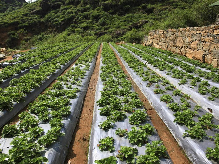 strawberry cultivation land and bed preperation strawberry