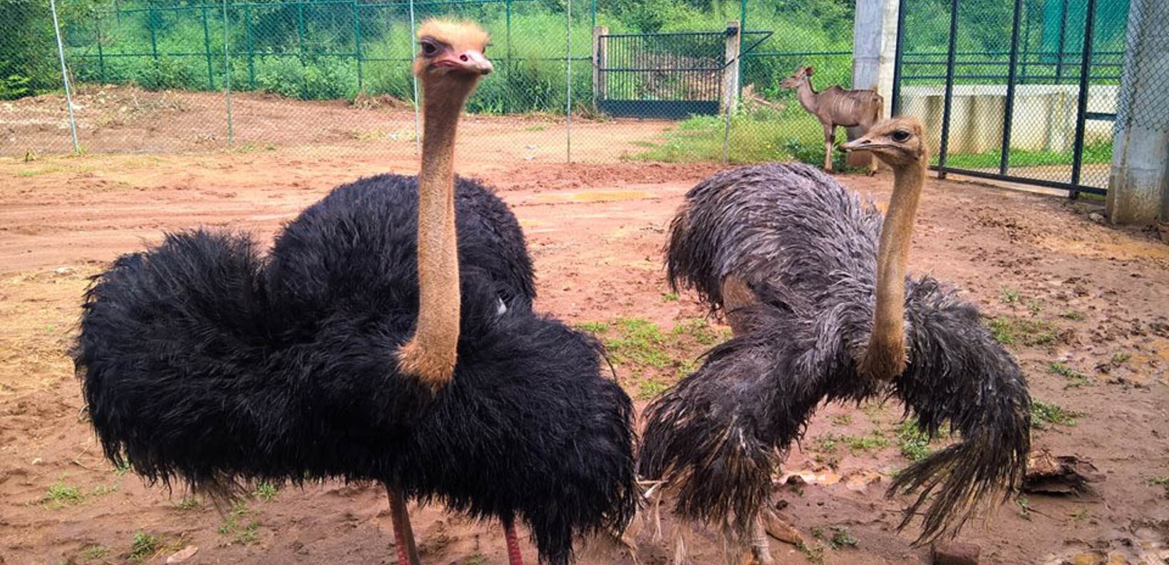 Ridiyagama Safari ostriches ostriches in ridiyagama park
