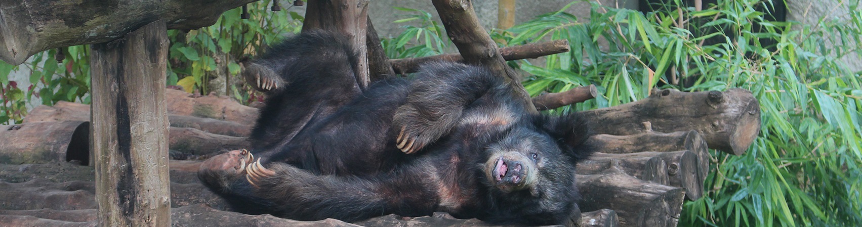 pinnawala zoo animals-bear a bear in pinnawala zoo
