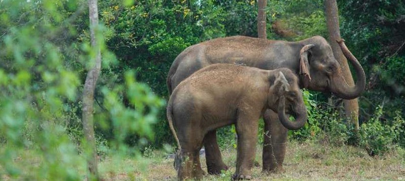 Ridiyagama safari Park elephants ridiyagama Safari Elephants