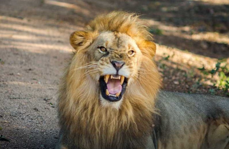 ridiyagama safari park lion lions at ridiyagama safari park