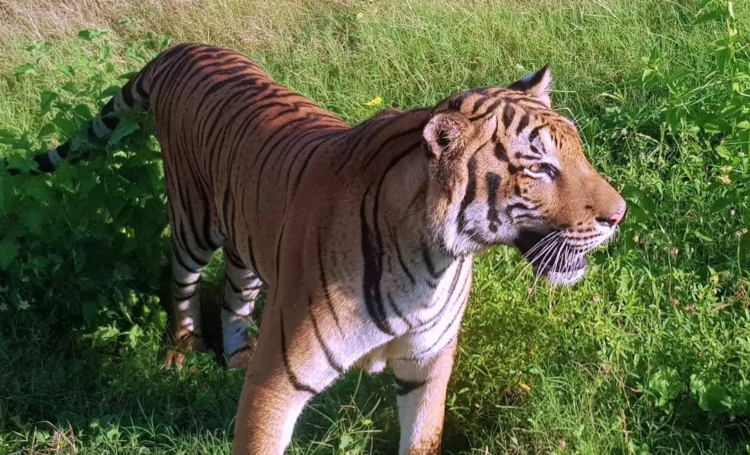 Ridiyagama Safari park Ridiyama park tiger