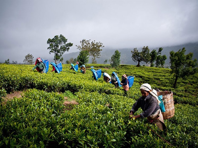 geragama tea plantation geragama tea plantation tea plucking
