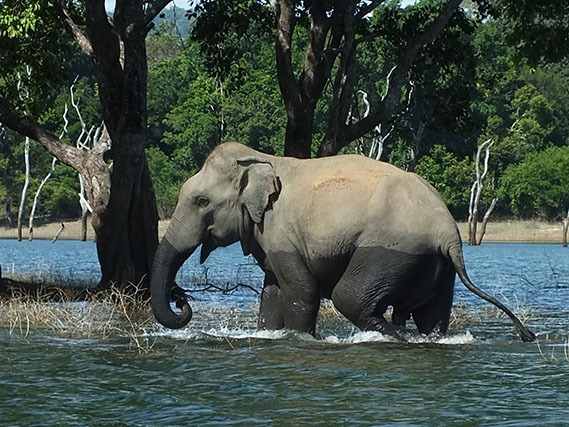 wildlife-img-2