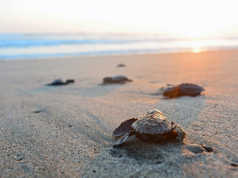 baby turtules going to ahungalla beach baby turtules going to ahungalla beach