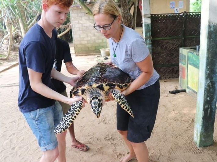 sea turtle conversation center turtle sea turtle conversation center turtle