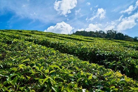 hadunugoda tea estate full view photo hadunugoda tea estate full view photo