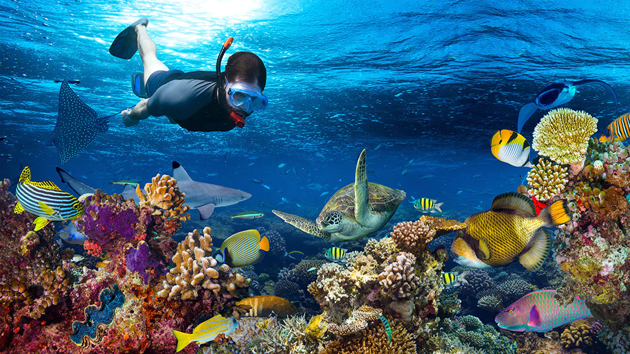 snorkling & diving in koggala cover page snorkling & diving in koggala cover page