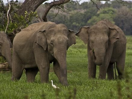 wild elephants in lahugala kitulana national park wild elephants in lahugala kitulana national park
