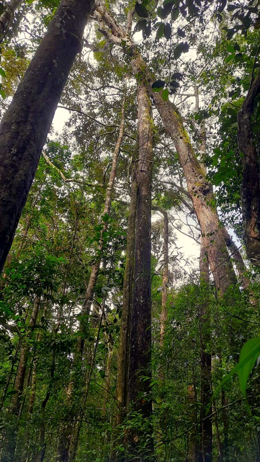 Sinharaja Rain Forest Trees Sinharaja Rain Forest Trees